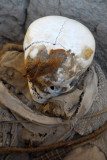 Skull with a patch of hair left