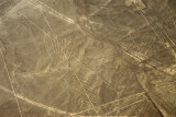 The Condor - Nazca Lines