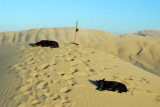Dogs hanging out, Huacachina