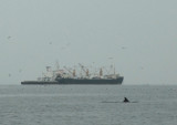 Dolphin sighting just outside Paracas Harbor