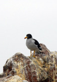 Belchers Gull (Larus belcheri) Paracas