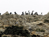 A large group of Humboldt Penguins, Ballestas Islands