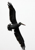 Peruvian Pelican in flight
