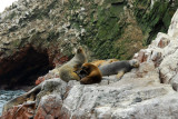 South American Sea Lions (Otaria flavescens) Islas Ballestas