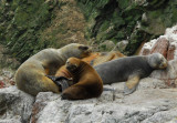 South American Sea Lions (Otaria flavescens) Islas Ballestas