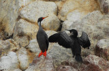 Red-legged Cormorant (Phalacrocorax gaimardi) and Guanay Cormorant (Phalacrocorax bougainvillii)