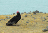 Turkey vulture, Paracas National Reserve