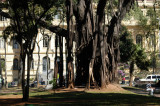 Banyan Tree, Praa da Repblica, So Paulo