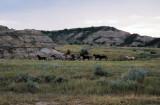 Wild horses, Theodore Roosevelt National Park
