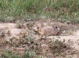 Prairie Dog, Theodore Roosevelt National Park, ND