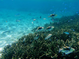 Several white-barred triggerfish (Rhinecanthus aculeatus) over the shallow reef in Tumon Bay