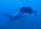 Diver with a giant trevally, Gab Gab Reef, Apra Harbor