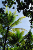 Palm tree, Palau