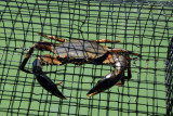 A big crab in a trap, Ngerdorch River