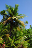 Palm, Melekeok , Palau