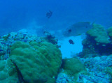 Onespot snapper (Lutjanus monostigma	) Palau