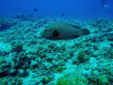 Napoleonfish (Cheilinus undulatus) Blue Corner, Palau