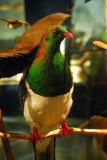 Kereru - New Zealand wood pigeon