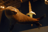 Te Papa - New Zealand fur seal