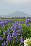 Mt. Taranaki with wildflowers