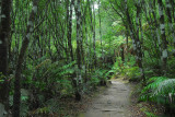 Trail through the forest, Orakei Korako - the Hidden Valley