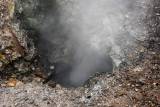Steam vent through the thin crust, Whakarewarewa