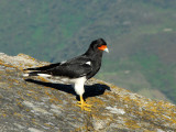 Mountain Caracara (Phalcoboenus megalopterus) Machu Picchu