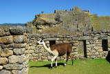 Llama, Machu Picchu