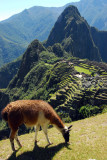 Llama with Machu Picchu