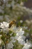 Honey bee on Crepe Myrtle