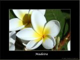 Flowers on Madeira