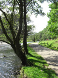 Trees on The Way