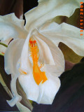 White Orchid