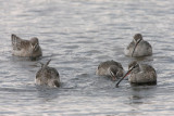 Spotted Redshank