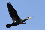 Cormorant