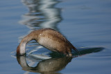 Red-crested Pochard