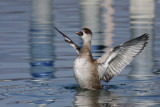 Red-crested Pochard, female