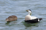 Eider Duck, mating display