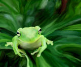 tree frog 2.jpg