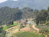 Nyungwe Forest