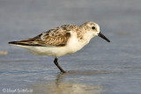 Sanderling