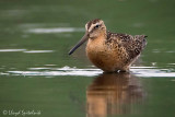 Short-billed Dowitcher