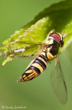 Syrphid Fly