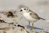 Piping Plover 