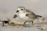 Piping Plover 