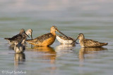 Long-billed Dowitcher