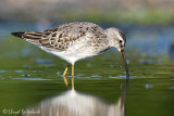 Stilt Sandpiper