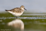 White-rumped Sandpiper