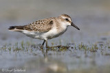 Semipalmated Sandpiper (juvenile)
