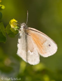 Common Ringlet